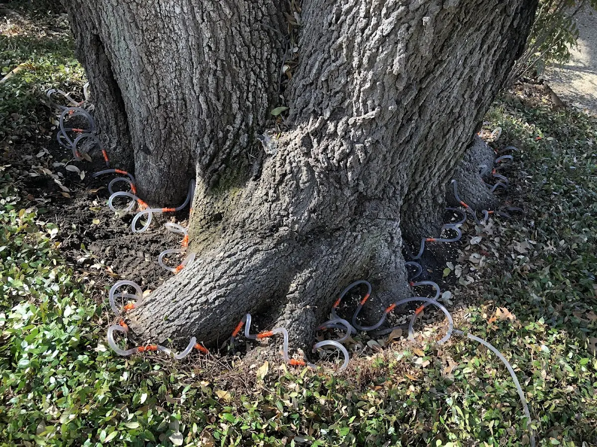 Detailed Tree Cabling and Bracing job site in Pembroke Pines
